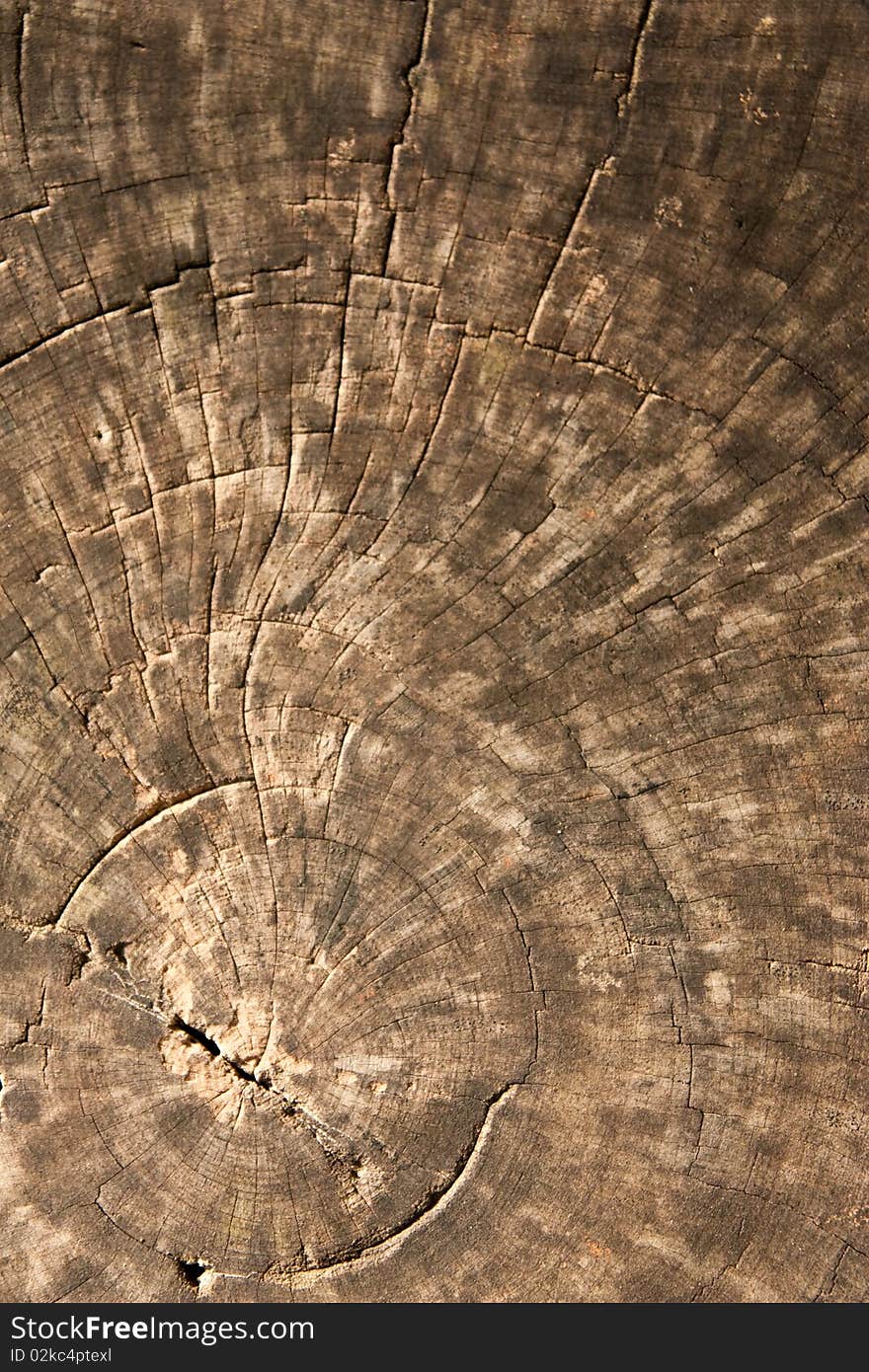 Texture of old teak wood