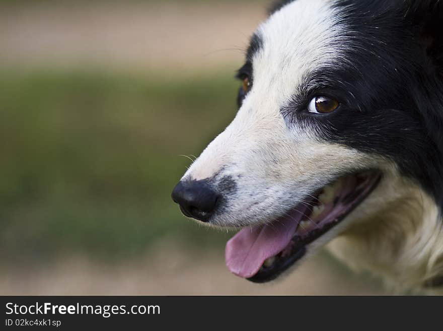 Jesse, the dog, with a worried look. Jesse, the dog, with a worried look.