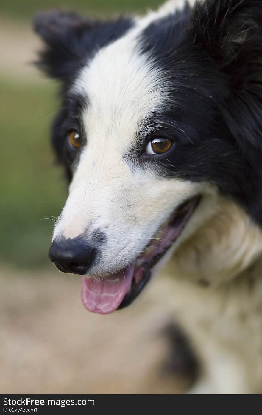 Jesse, the dog, with a worried look. Jesse, the dog, with a worried look.