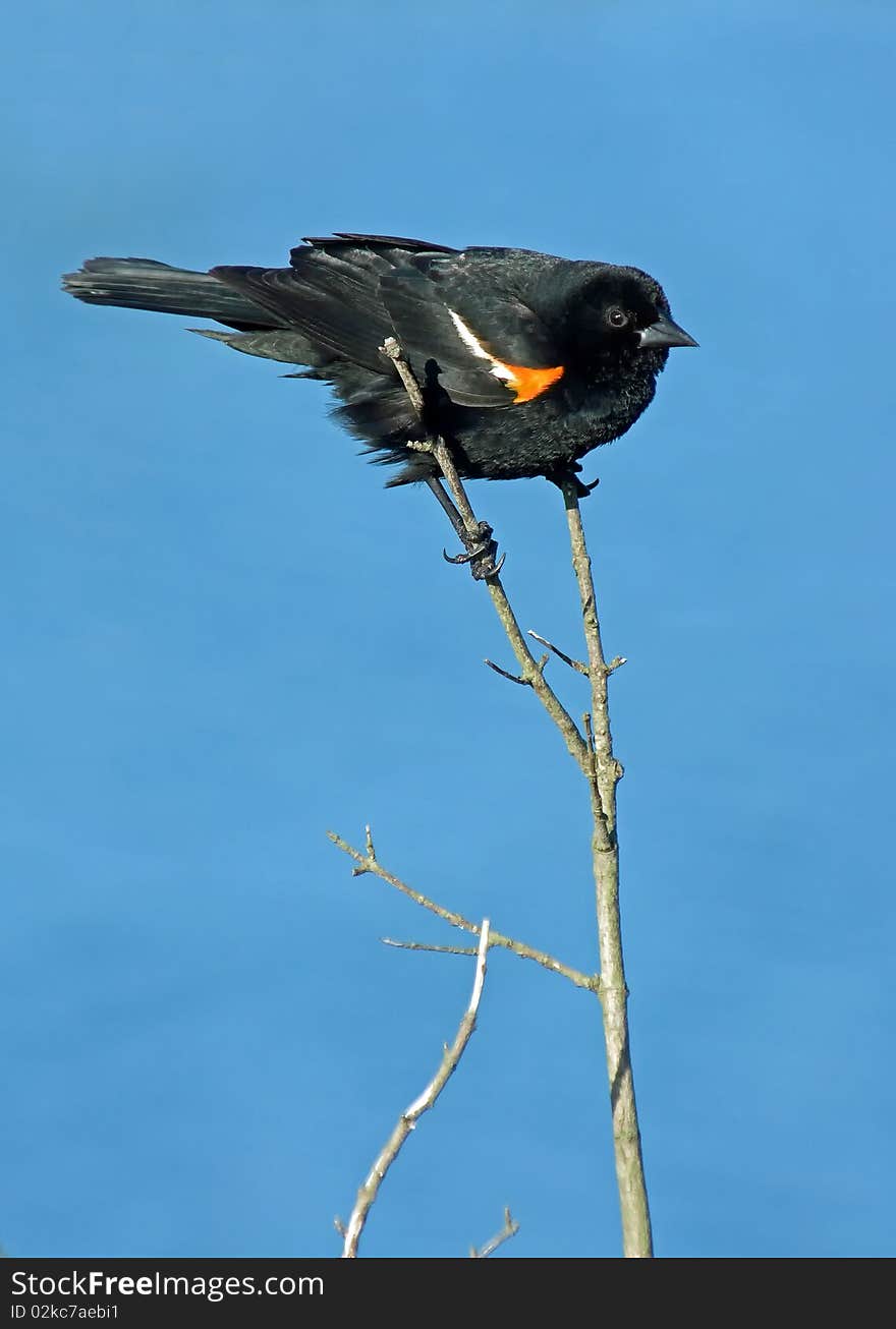 Red Winged Blackbird Perched