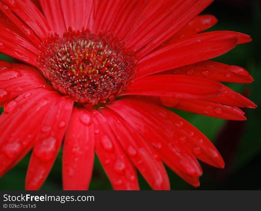 Flower With Water Droplets