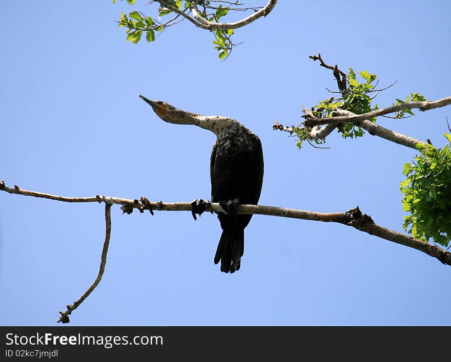 Cormorant