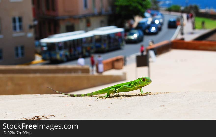 Lizard on the Town