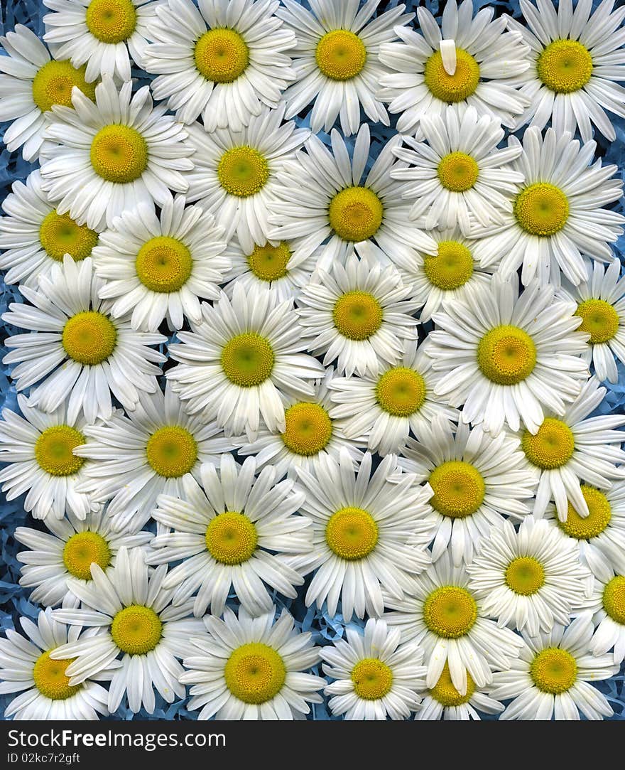 Wild Daisies