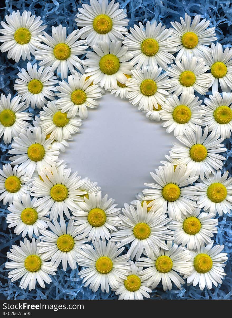 Wild daisies frame