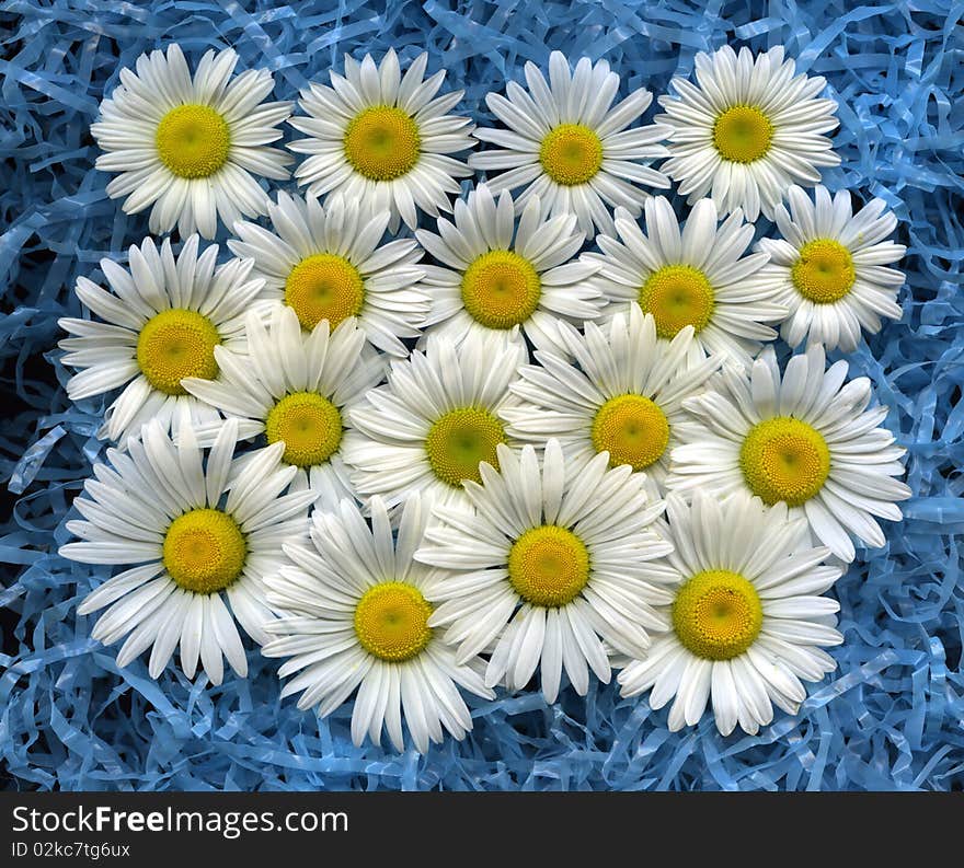 Wild daisies