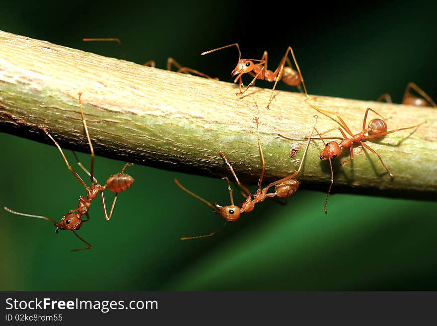 Ant and leaf