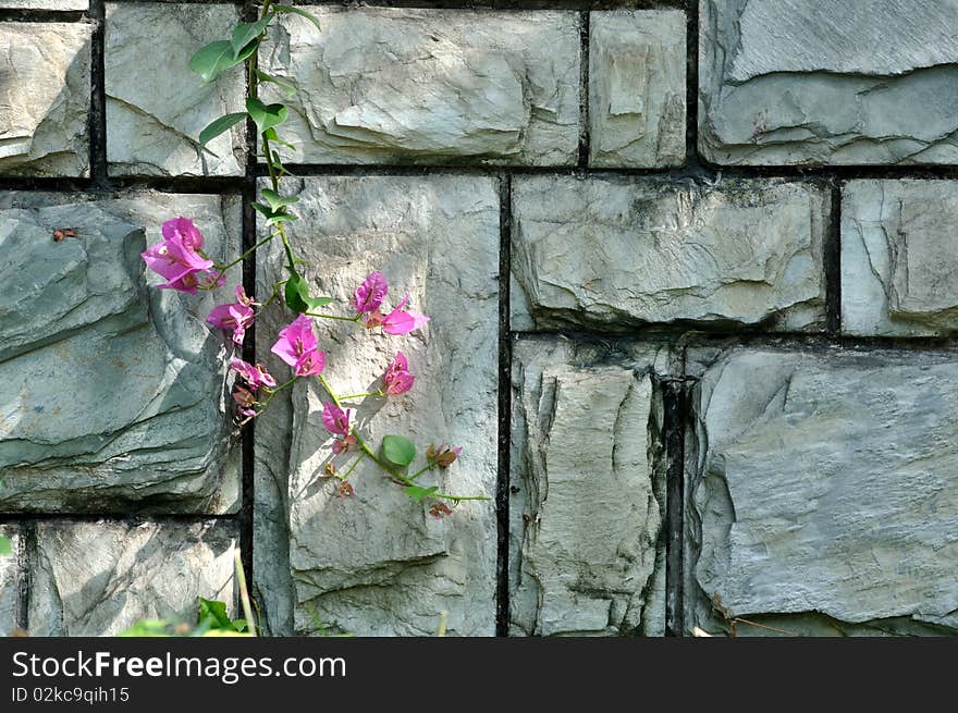 Cyan color and texture of a stone wall surface under soft light and shadow, a brach of pink flower is attached on wall. Cyan color and texture of a stone wall surface under soft light and shadow, a brach of pink flower is attached on wall.