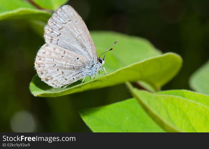 A blue lycaenid butterfly resting on green vegetation. A blue lycaenid butterfly resting on green vegetation