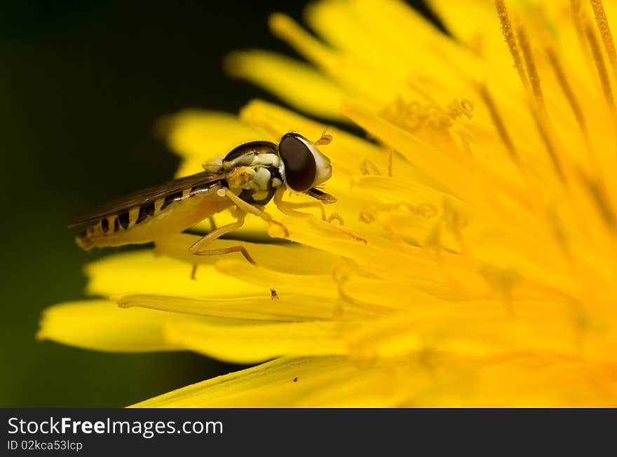 A bee mimic syrphid fly resting on a dandelion flower