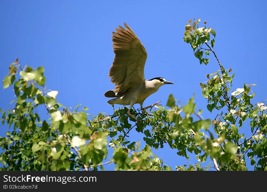 Black-crowned Night Heron