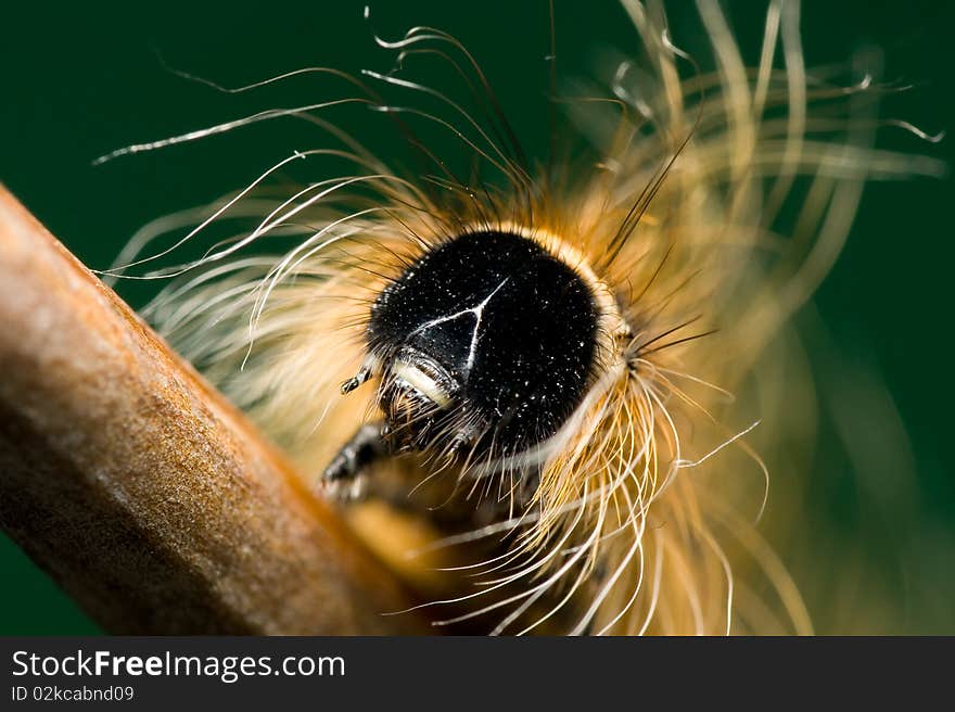 A macro shot of a caterpillar resting on a branch