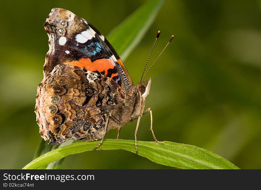 Venessa Species Butterfly