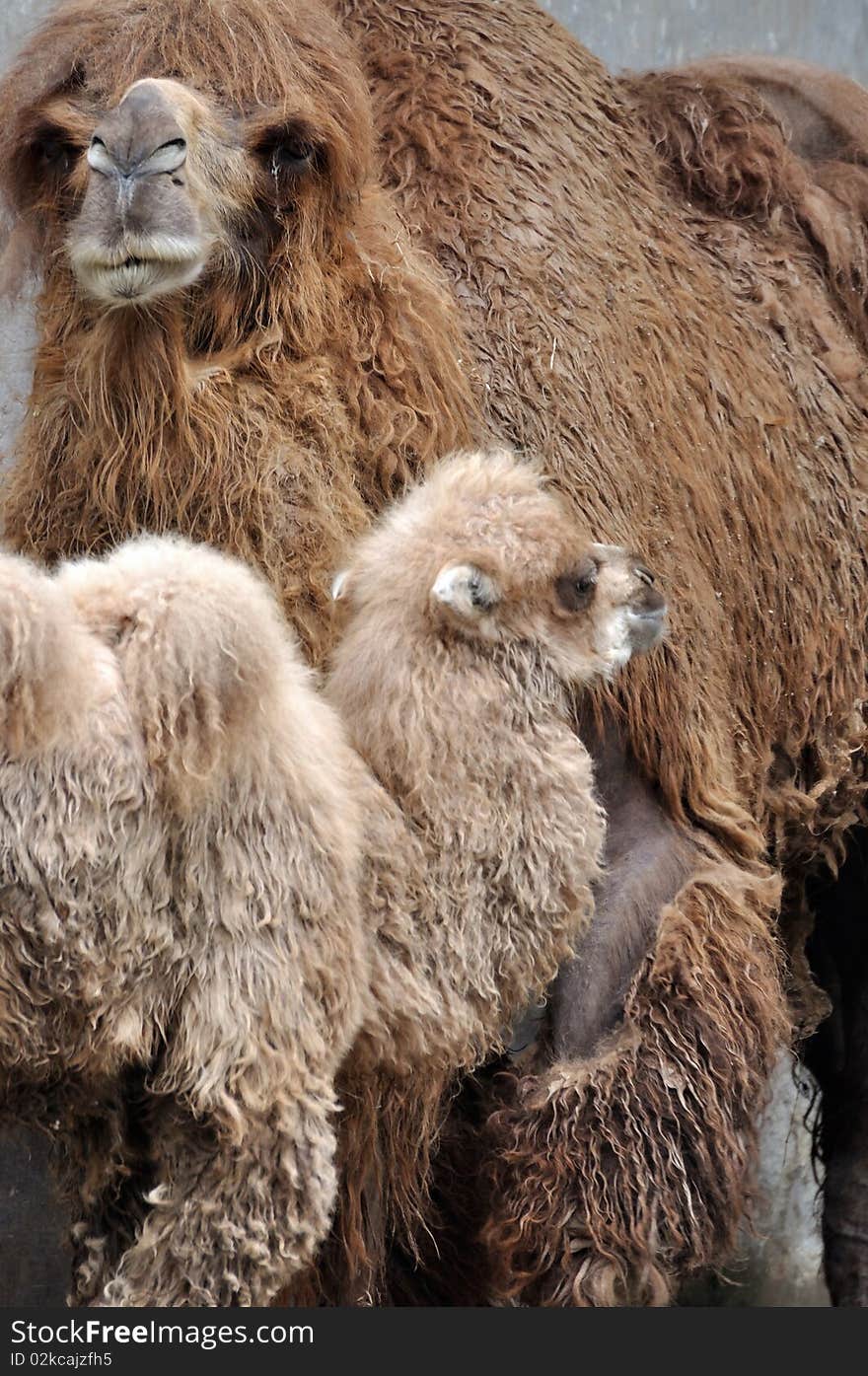 A camel mother is staying with her kid, shown as family and love. A camel mother is staying with her kid, shown as family and love.