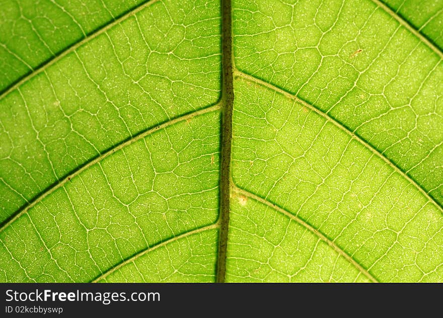 Leaf of a plant close up