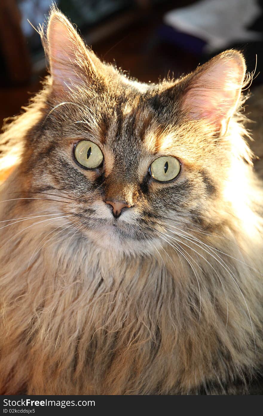 Bright Eyed Longhair Tabby Cat.