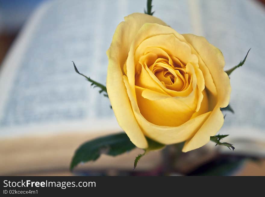 Closeup of yellow rose with open kjv bible in the background. Closeup of yellow rose with open kjv bible in the background