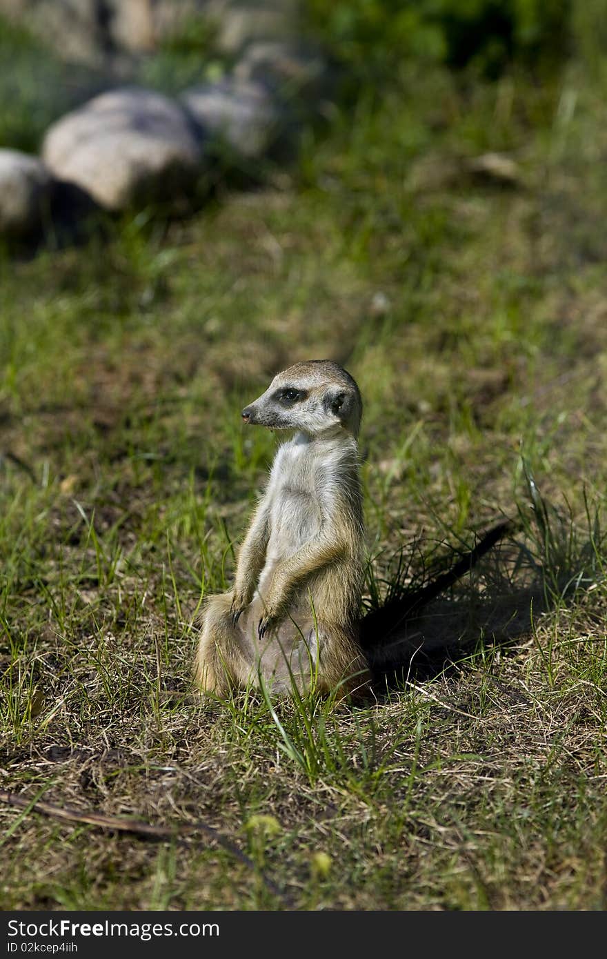 Meerkat - suricate on grass