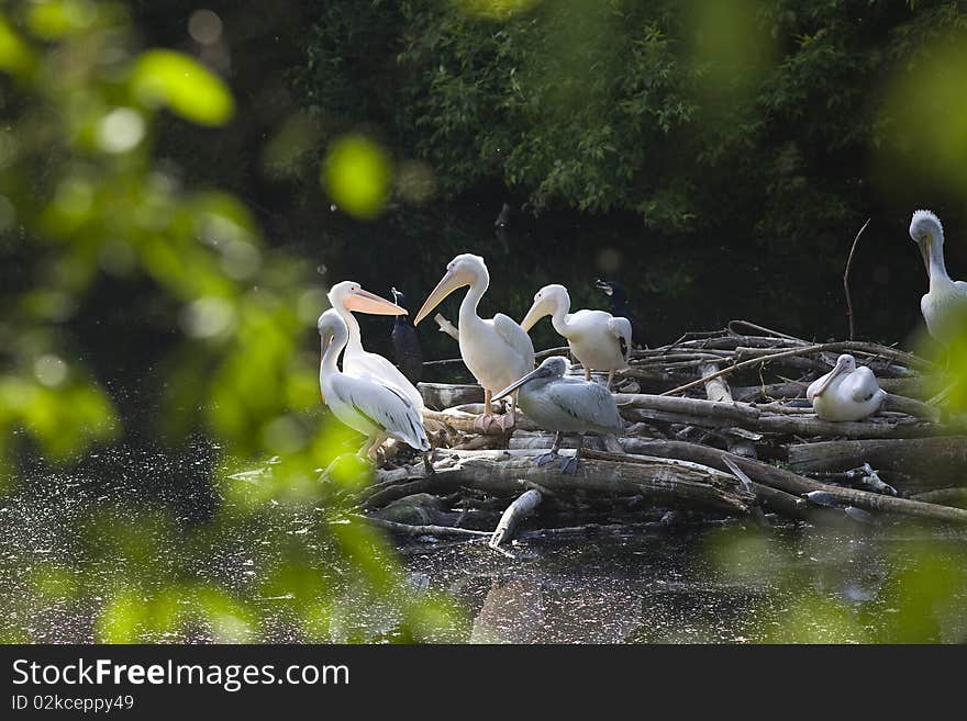 Pelican nest on lake