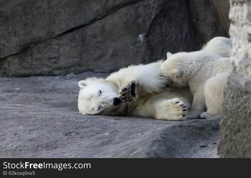 Bear cub play in zoo