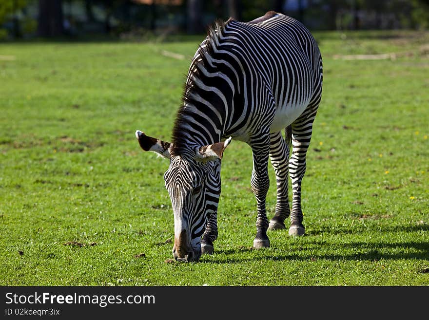 Zebra Feed On Grass