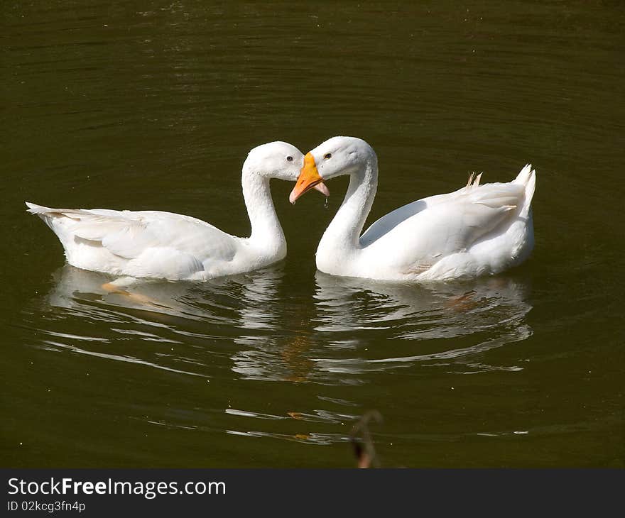 A gheese couple enjoying each other's company. A gheese couple enjoying each other's company