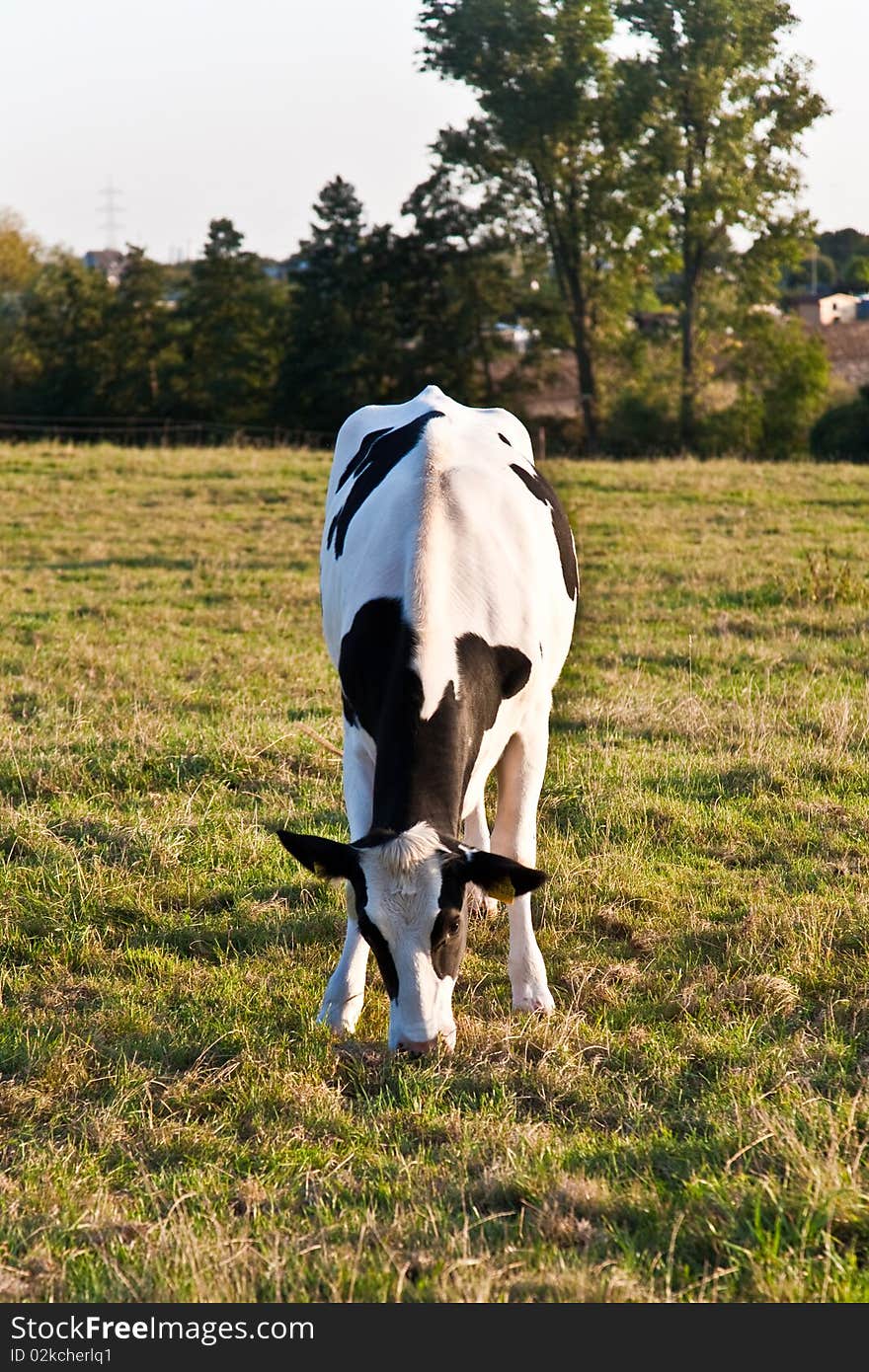 Cows, Holstein cows are grazing and looking astonished, beautiful farmland. Cows, Holstein cows are grazing and looking astonished, beautiful farmland