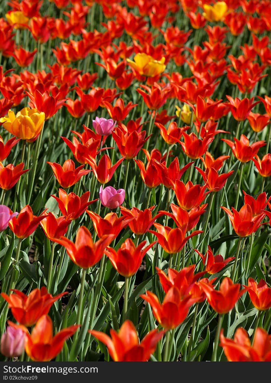 Color photograph of red tulips in a field