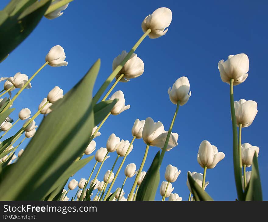 Tulips in sky