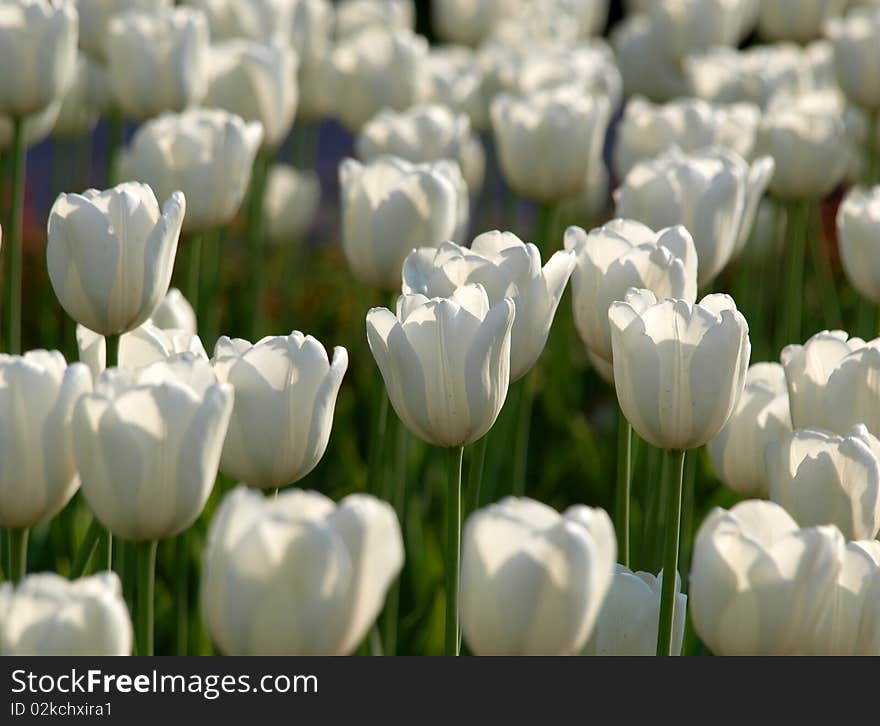 Color photograph of white tulips in a field. Color photograph of white tulips in a field