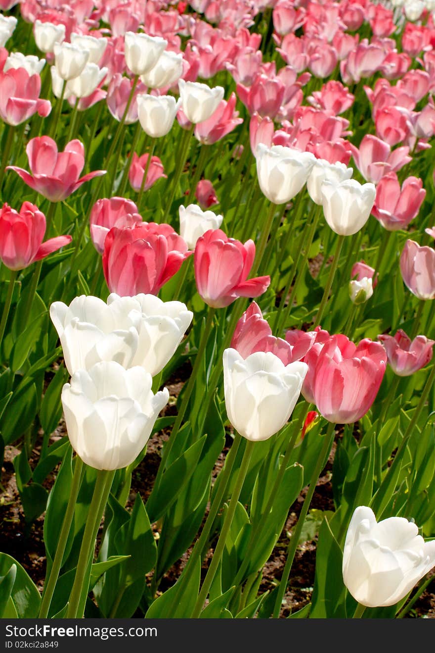 Color photograph of white and red tulips in a field