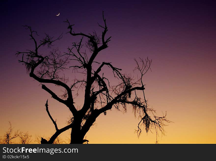 Moon And Tree