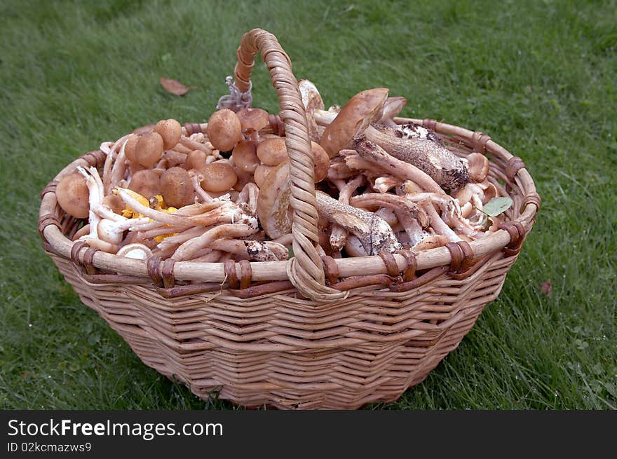 Forest edible mushrooms close up