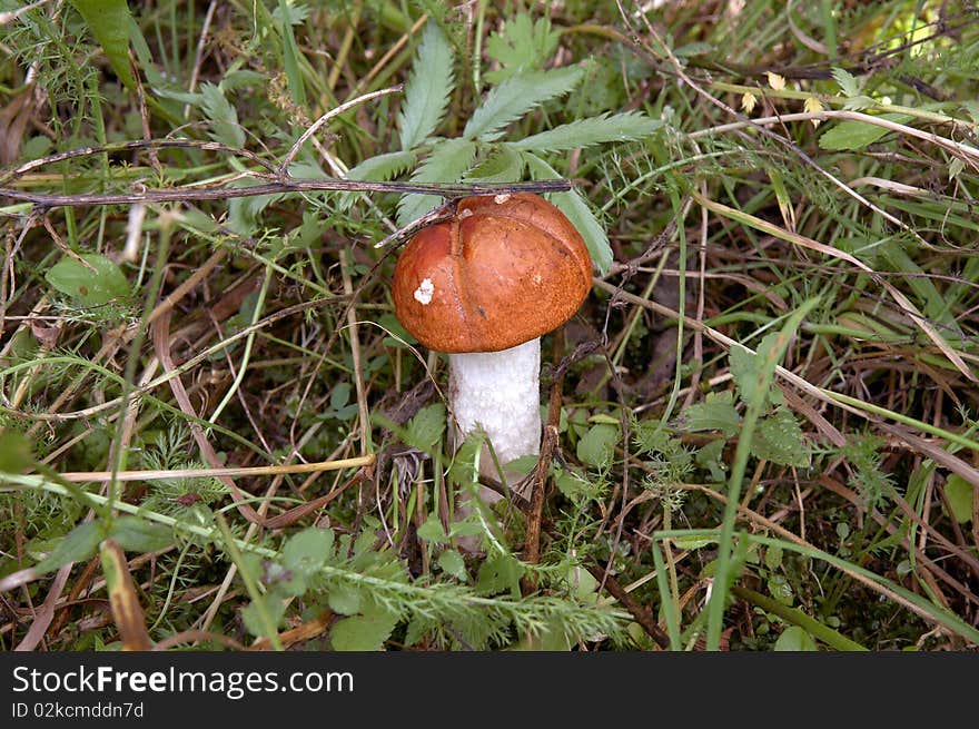 Forest edible mushroom close up. Forest edible mushroom close up