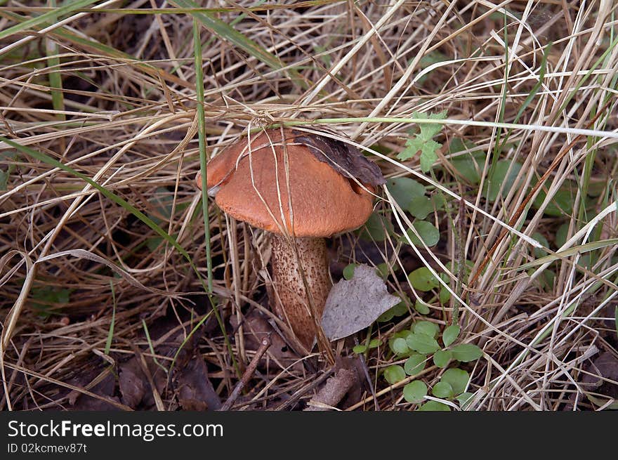 Forest edible mushroom close up. Forest edible mushroom close up