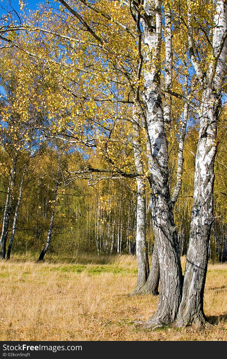 Beautiful Autumn Landscape