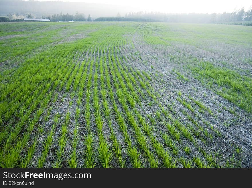 Cultivated farm land grass hay field in the country. Cultivated farm land grass hay field in the country