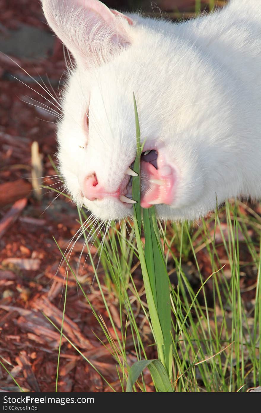 White cat eatting grass