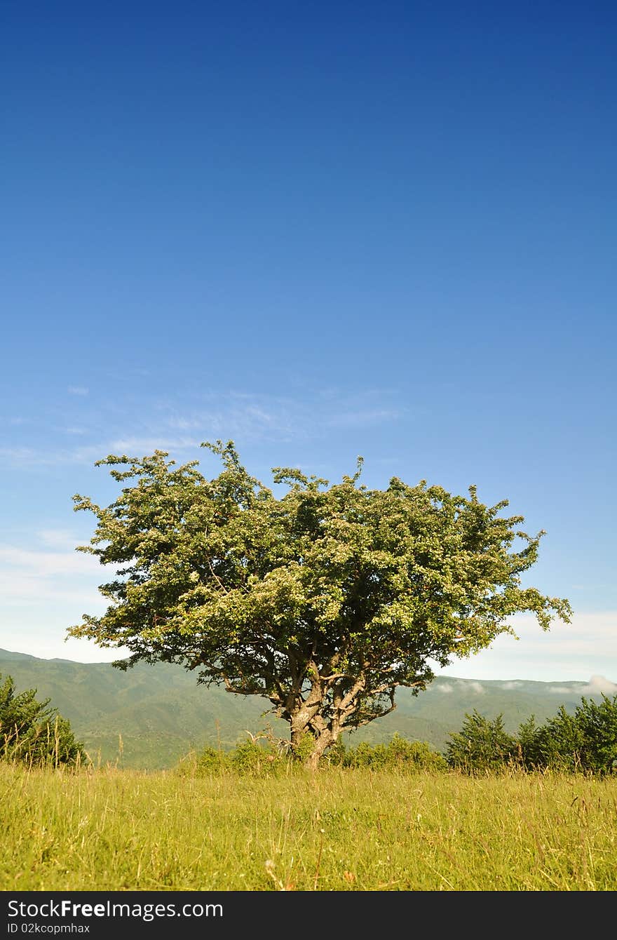 Common hawthorn tree under the blue sky. Common hawthorn tree under the blue sky