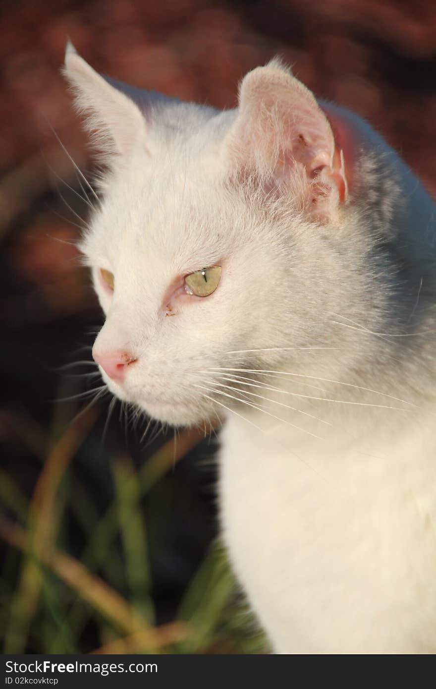 Profile portrait of white cat. Profile portrait of white cat