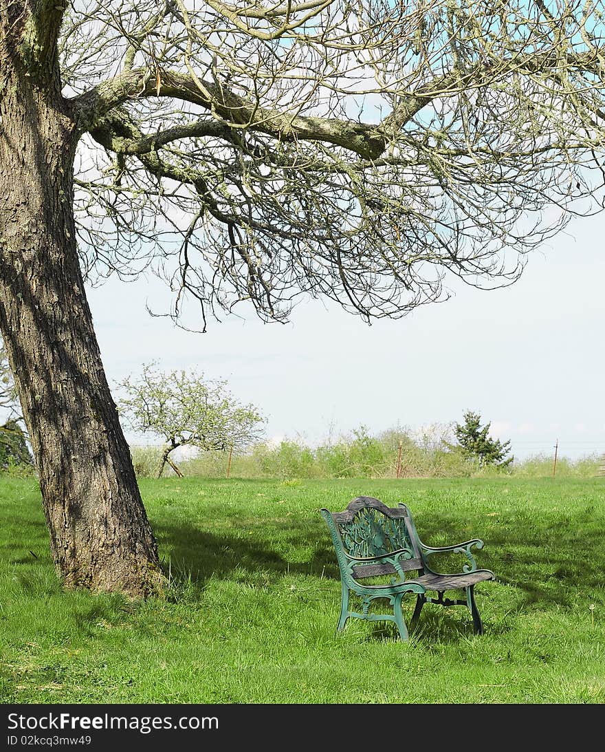 Bench Under Tree