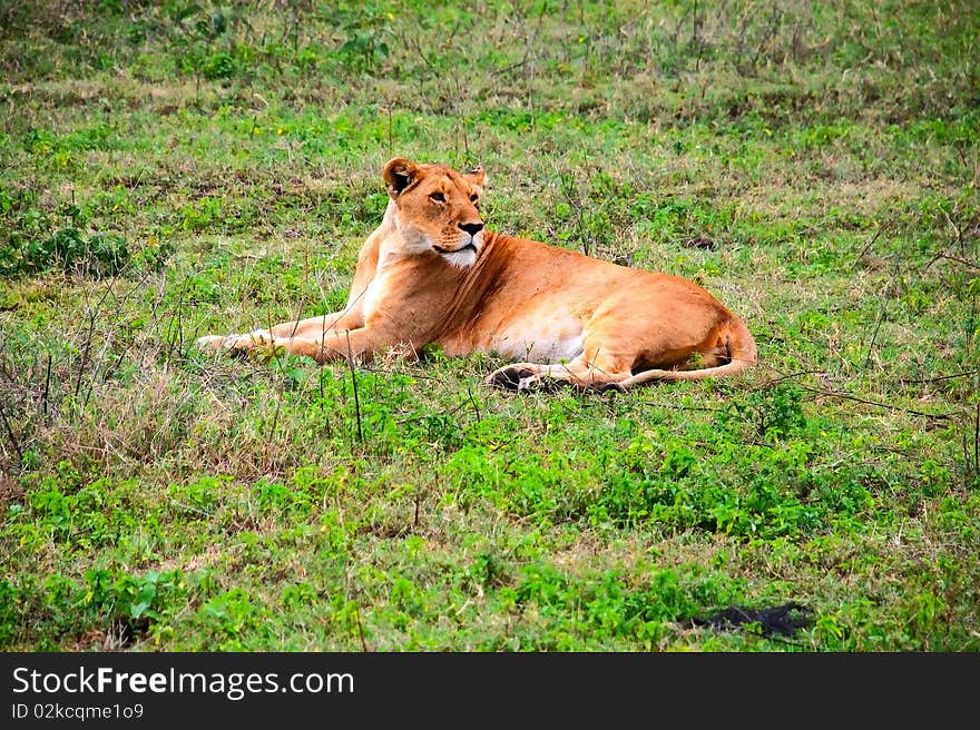 Image of adult female lion resting. Image of adult female lion resting