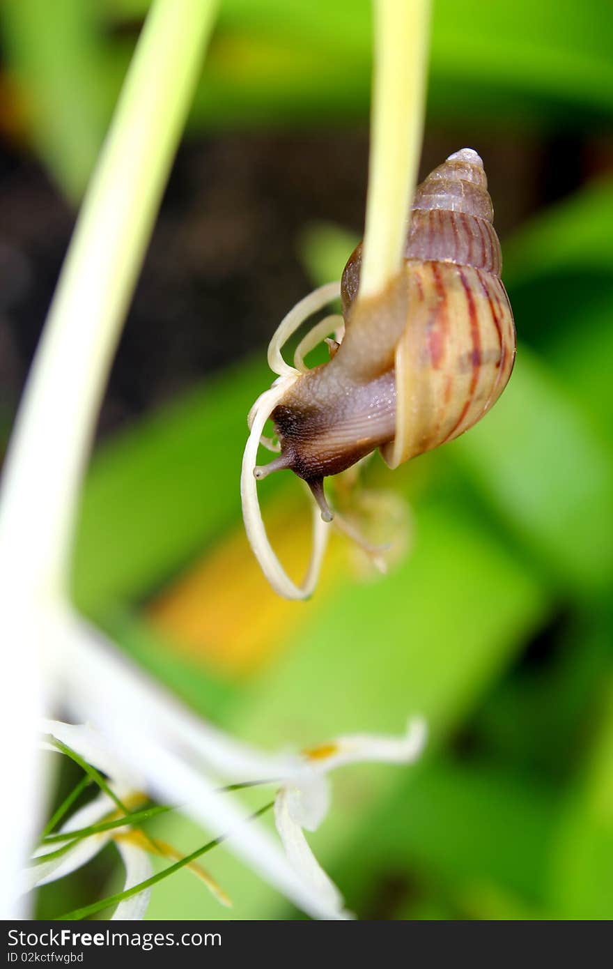 A snail crawling on the branches