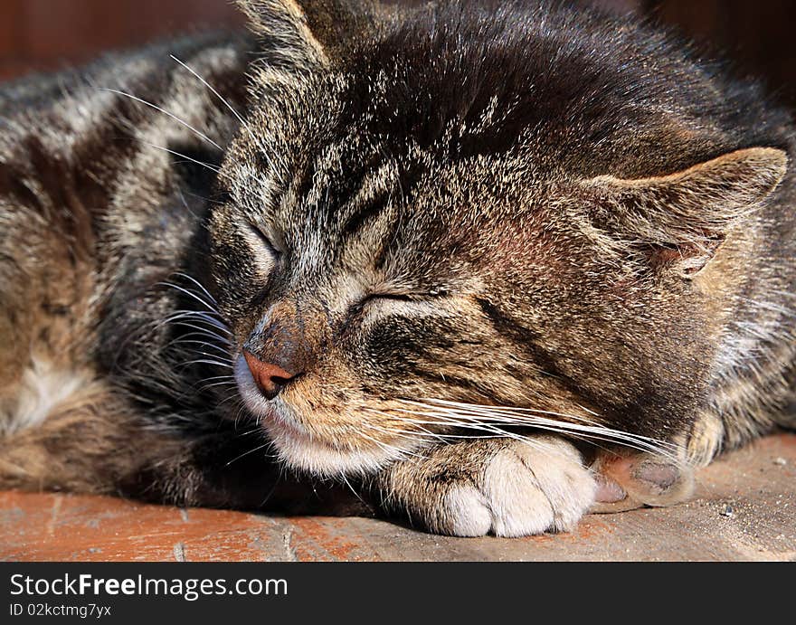 Cat sleeps on home floor