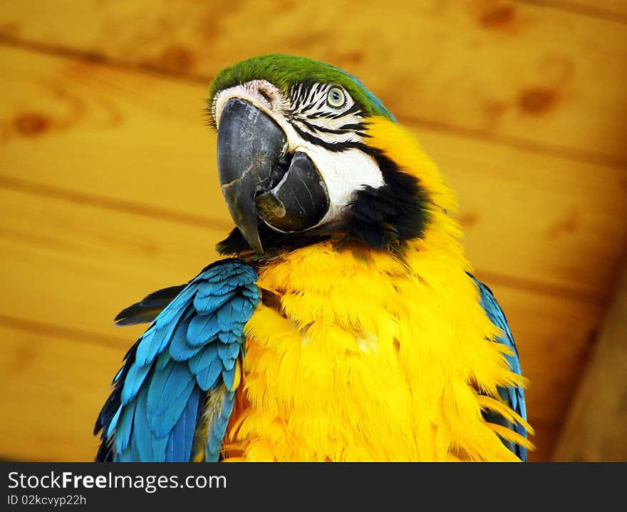 A Beautifull Big Blue and Yellow Macaw Parrot