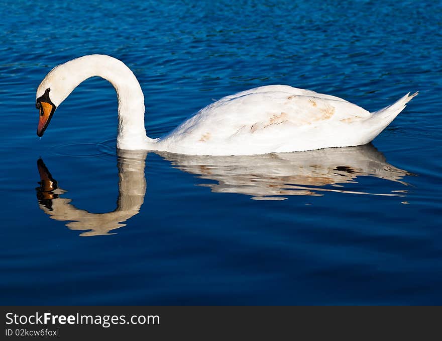 White swan with reflections on a clear blue lake