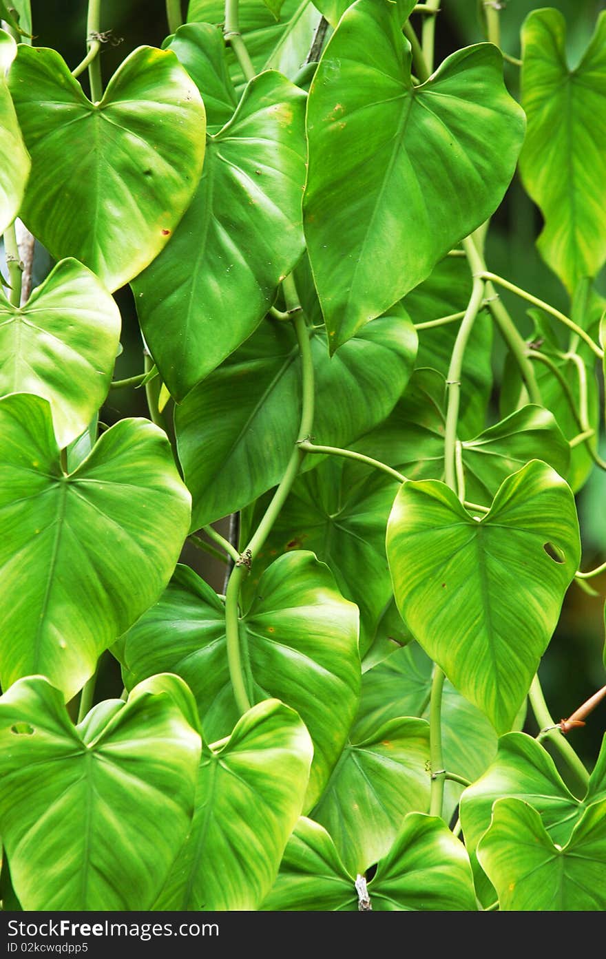 Green plants near Yachilan Mexico