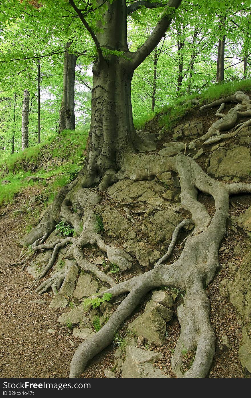 Huge roots