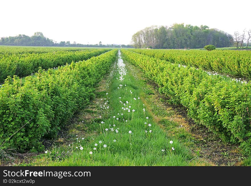 Gooseberry bush and dandelions