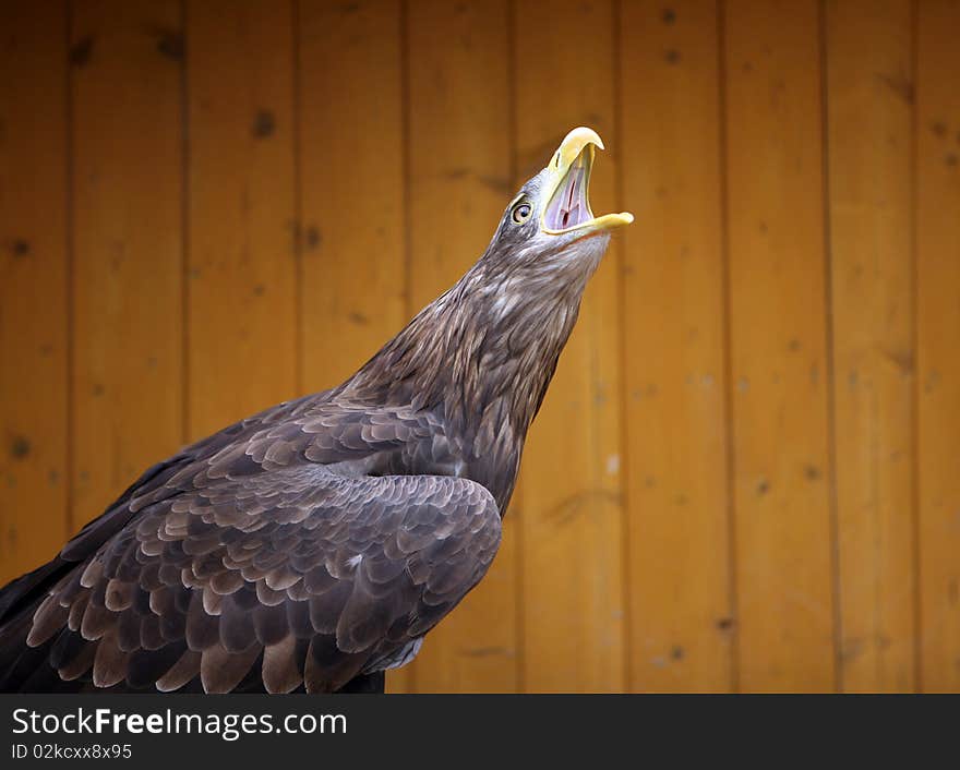 Eagle in the ZOO